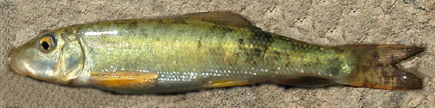 Catostomus commersonii young, 
Chelsea Creek at National Capital Commission offices, 10 June 2004. Photo: Brian W. Coad.