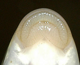 Catostomus 
commersonii lips, Chelsea Creek at National Capital Commission offices, 10 June 2004. Photo: Brian W. Coad.