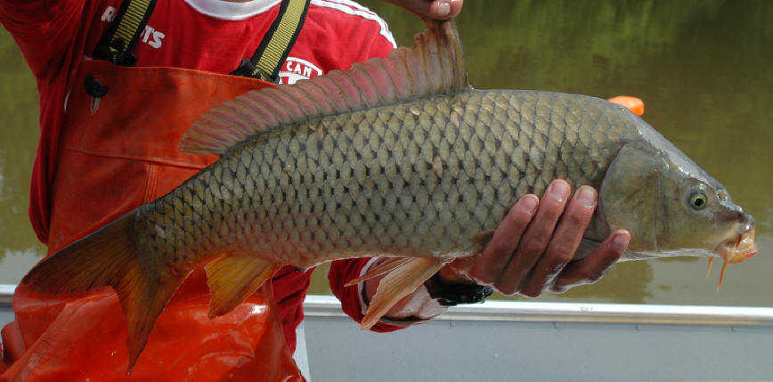 Cyprinus carpio, South Nation River downstream of Pont Seguin, 
11 August 2004. Photo: Brian W. Coad.