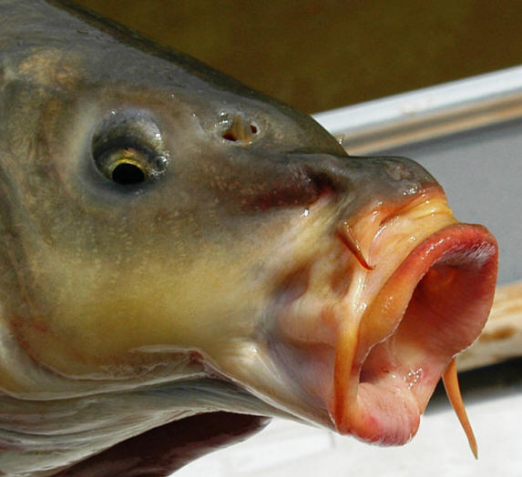 Cyprinus carpio mouth, South Nation River downstream of Pont Seguin, 
11 August 2004. Photo: Brian W. Coad.