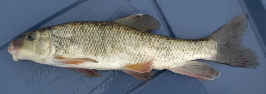 Catostomus commersonii, 
310 mm total length, South Nation River near Crysler, 12 August 2005. Photo: Brian W. Coad.
