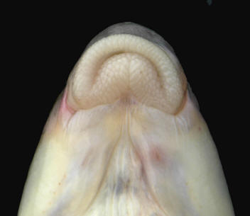 Catostomus commersonii mouth, 310 mm total length, South Nation River near Crysler, 
12 August 2005. Photo: Brian W. Coad.
