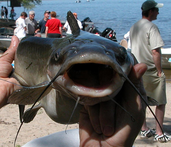 Ictalurus punctatus, Ottawa Catfest, 
Arnprior, 21 June 2003. Photo: Brian W. Coad.