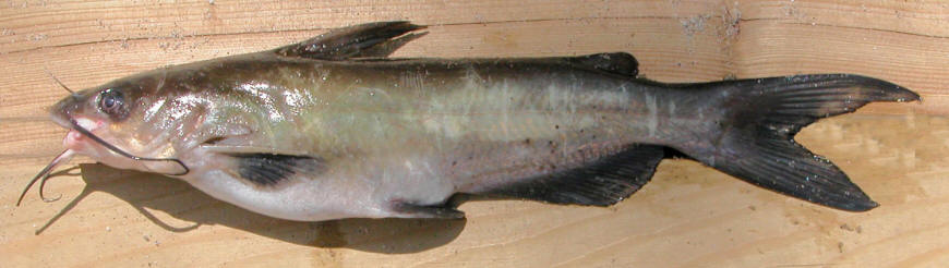 Ictalurus punctatus, Ottawa 
Catfest, Arnprior, 21 June 2003. Photo: Brian W. Coad.