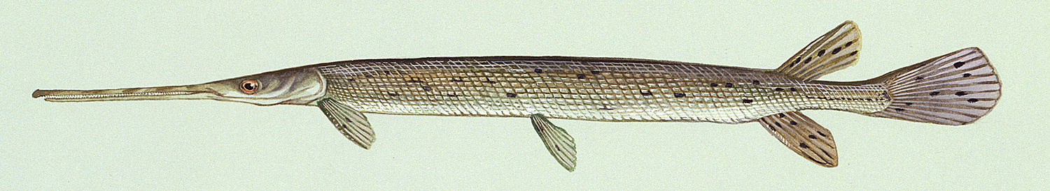 Lepisosteus osseus, courtesy of Duane Raver and the U.S. Fish and Wildlife Service.