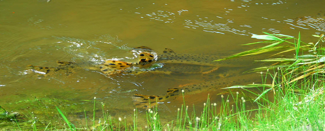 spawning gar in Quyon River at lower bridge, 13 June 2008. Photo B. W. Coad.