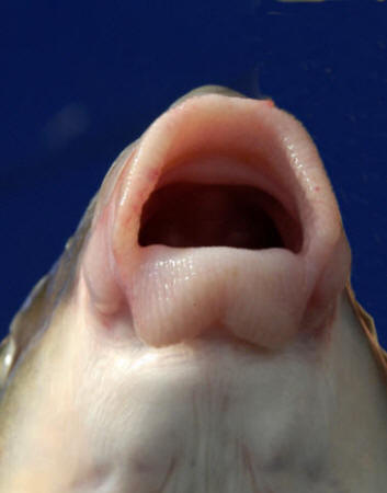 Moxostoma anisurum mouth, 485 mm total length, South Nation River near Crysler, 12 August 2005. 
Photo: Brian W. Coad.