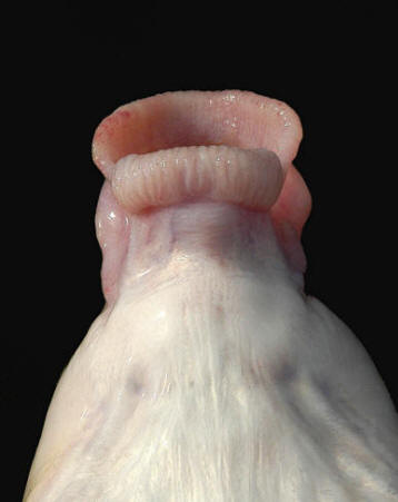 Moxostoma anisurum mouth everted, 485 mm total length, South Nation River near Crysler, 
12 August 2005. Photo: Brian W. Coad.