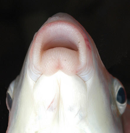 Moxostoma anisurum mouth, 433 mm total length, South Nation River 
downstream of Pont Seguin, 11 August 2004. Photo: Brian W. Coad.