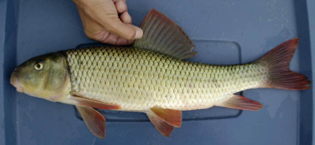 Moxostoma valenciennesi, 501 mm total length, South Nation River near Crysler, 
12 August 2005. Photo: Brian W. Coad.
