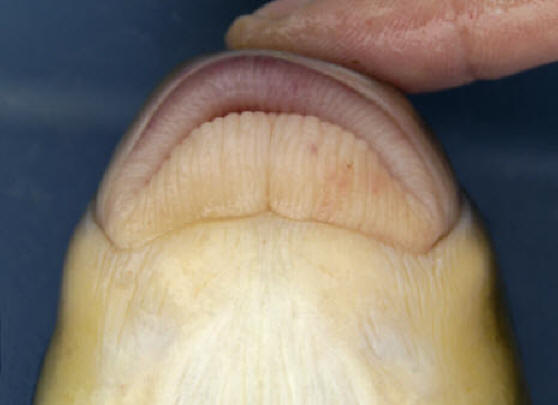 Moxostoma valenciennesi mouth, 501 mm total length, South Nation River near Crysler, 
12 August 2005. Photo: Brian W. Coad.