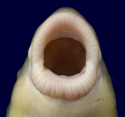 Moxostoma valenciennesi, mouth everted, 501 mm total length, South Nation River near 
Crysler, 12 August 2005. Photo: Brian W. Coad.