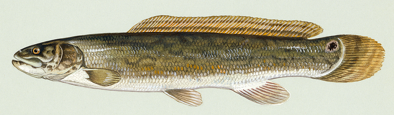 Amia calva, courtesy of Duane Raver and the U.S. Fish and Wildlife Service.