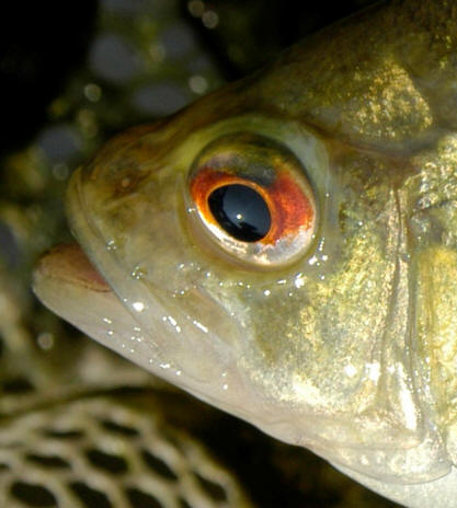 Ambloplites rupestris showing red eye, 
Ottawa River at Champlain Bridge, 28 June 2005. Photo: Brian W. Coad.