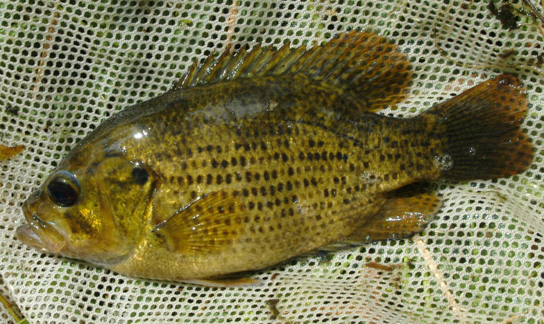 Ambloplites rupestris, Kemptville Creek at Hanlan Bridge near Oxford Mills, 6 August 2004. Photo: Brian W. Coad.