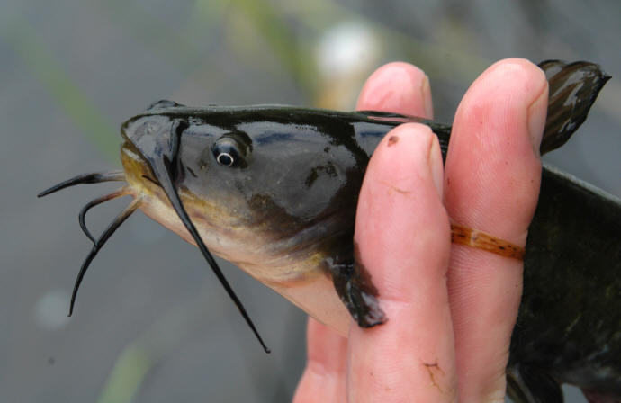 Ameiurus nebulosus, Kemptville Creek below Bishops Mills Dam, 6 August 2004. Photo: Brian W. Coad.