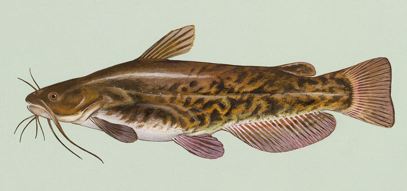 Ameiurus nebulosus, courtesy of Duane Raver and the U.S. Fish and Wildlife Service.