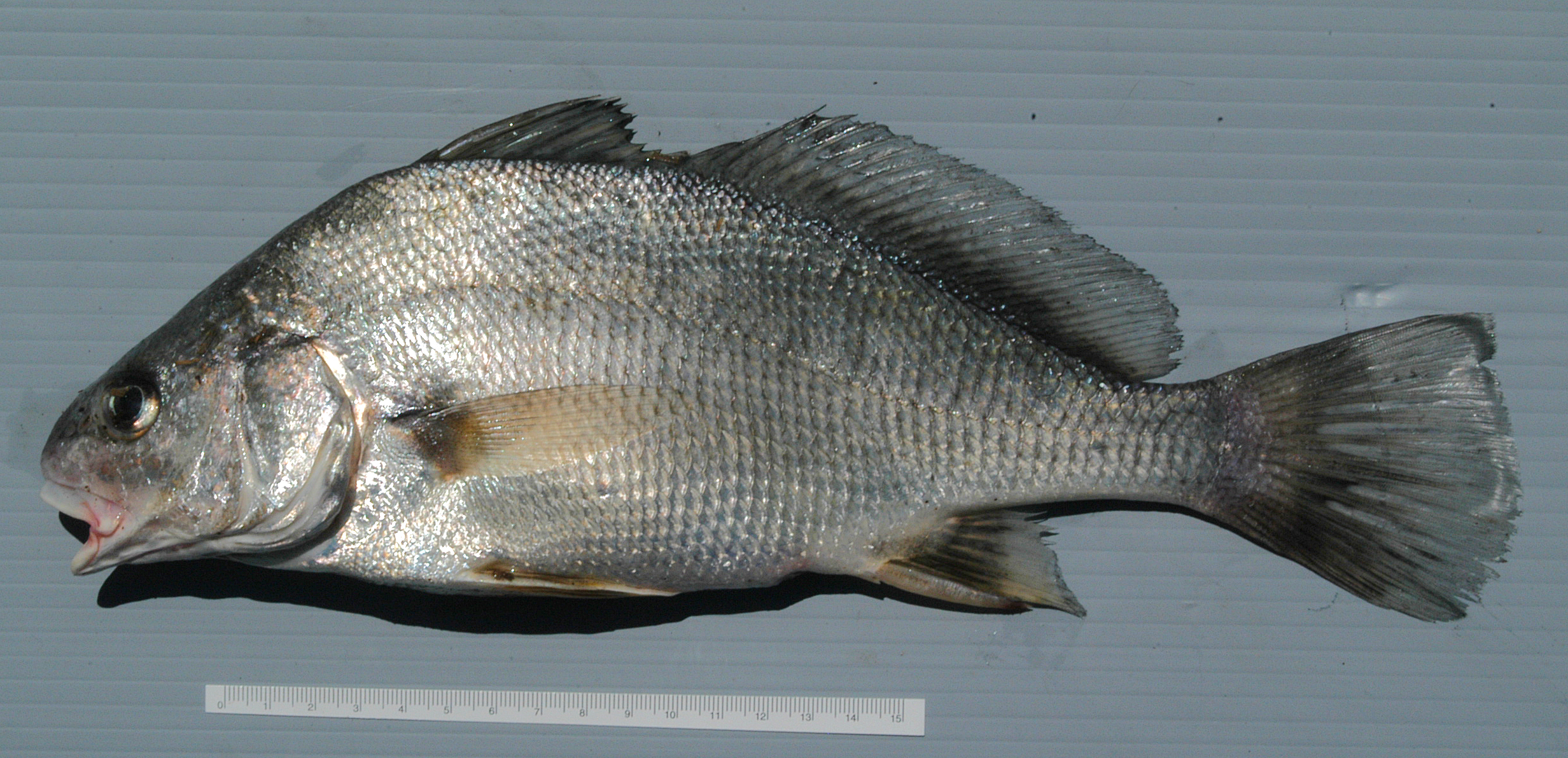 Aplodinotus grunniens, Ottawa River at Petrie Island Bridge,  5 August 2004. Photo: Brian W. Coad.