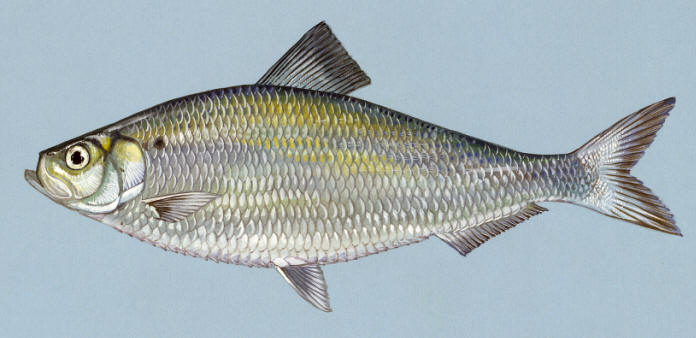 Alosa pseudoharengus, courtesy of Duane Raver and the U.S. Fish and Wildlife Service.