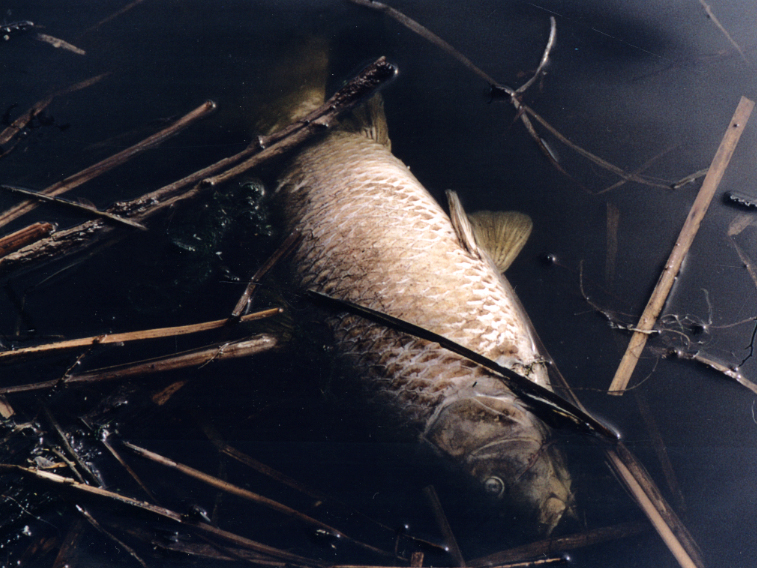 Cyprinus carpio, Mud Lake, 16 April 2003. Photo: Brian W. Coad.