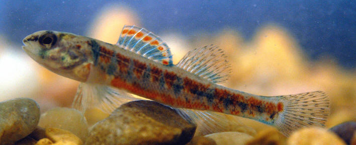 Etheostoma exile, pond at Natural History Building, Canadian Museum of Nature, Gatineau, 30 July 2004. Photo: Brian W. Coad.