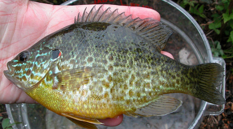 Lepomis gibbosus, northwest end of Meech Lake, 13 June 2003. Photo: Brian W. Coad.