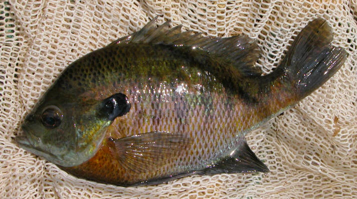 Lepomis macrochirus, Pointe Pelerin, Lac Lapeche, 18 June 2003. Photo: Brian W. Coad.