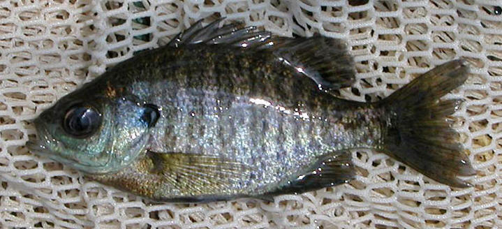 Lepomis macrochirus, young, Pointe Pelerin, Lac Lapeche, 18 June 2003. Photo: Brian W. Coad.