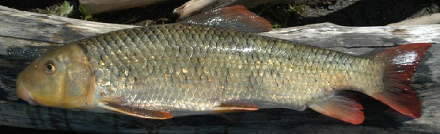 Moxostoma macrolepidotum, South Nation River below High Falls at Casselman, 29 May 2004. Photo: Brian W. Coad.