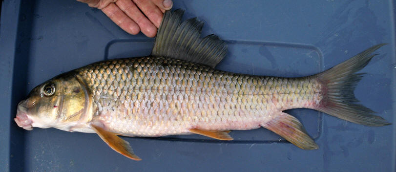 Moxostoma anisurum, 485 mm total length, South Nation River near Crysler, 12 August 2005. Photo: Brian W. Coad.