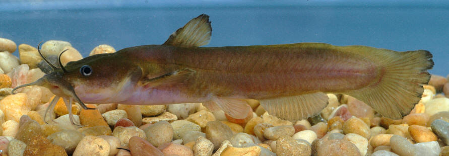 Noturus insignis, Meech Creek at Chemin du Pont, 18 August 2004. Photo: Brian W. Coad.