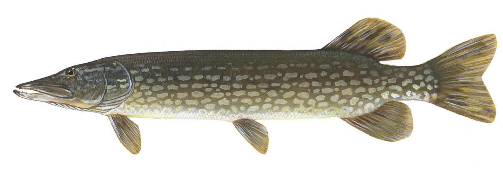 Esox lucius, U.S. Fish and Wildlife Service.