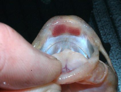 No lateral processes in teeth of Noturus insignis, Chelsea Creek at Highway 
15, 19 August 2004. Photo: Brian W. Coad.