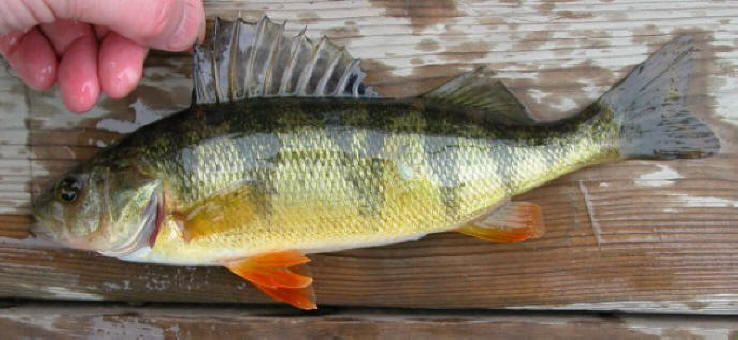 Perca flavescens, Meech Lake, Quebec, 13 June 2003. Photo: Brian W. Coad.