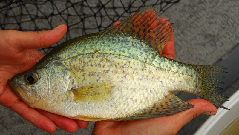 Pomoxis nigromaculatus, 25.5 cm total length, South Nation River near Jessups Falls, 11 July 2007. Photo: Brian W. Coad