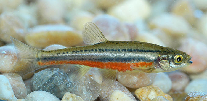 Phoxinus eos, Chelsea Creek at Old Chelsea, 10 June 2004. Photo: Brian W. Coad.