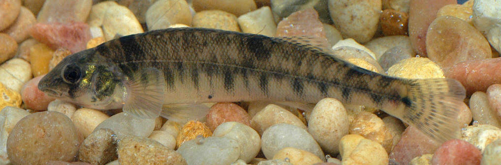 Percina caprodes, 10.1 cm, Meech Creek at Cowden Road, 18 August 2004. Photo: Brian W. Coad.