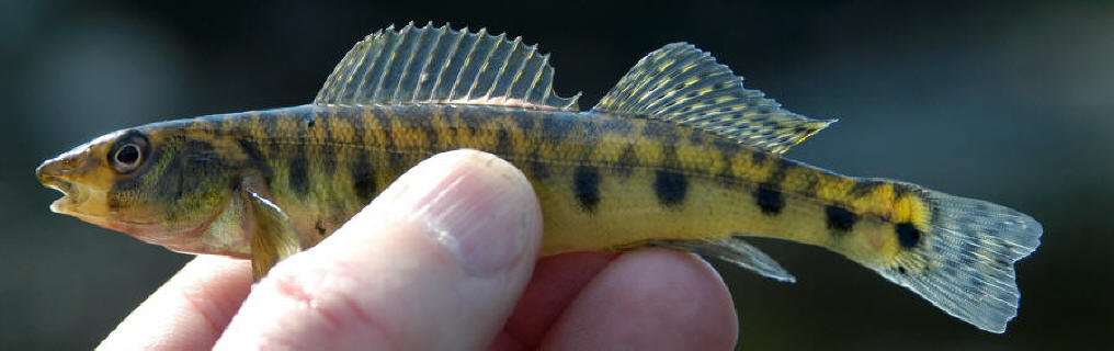 Percina caprodes, Mississippi River at Appleton, 22 July 2005. Photo: Brian W. Coad.