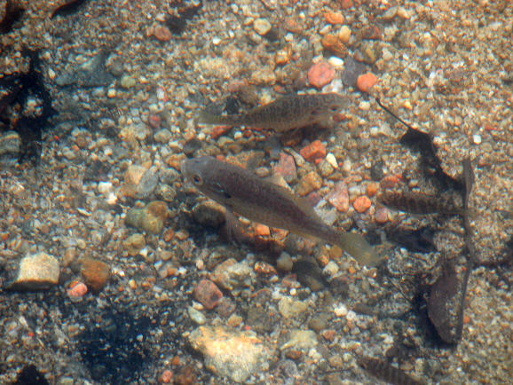 Lepomis gibbosus, spawning at northwest end of Pink Lake,10 June 2003. Photo: Brian W. Coad.