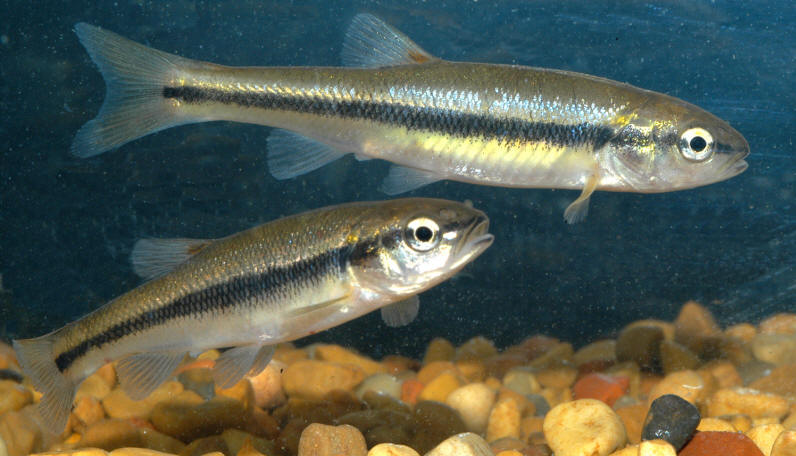 Semotilus atromaculatus, Chelsea Creek at National Capital Commission offices, 10 June 2004. Photo: Brian W. Coad.