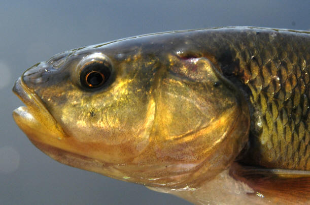 Semotilus atromaculatus, Lac Bertrand, 14 July 2006. Photo: Brian W. Coad.