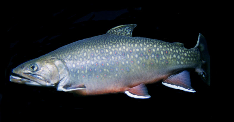 Salvelinus fontinalis, U.S. Fish and Wildlife Service.