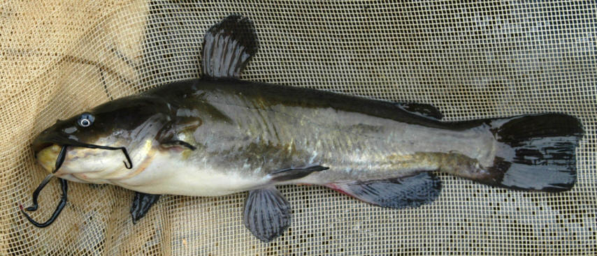 Ameiurus nebulosus, Kemptville Creek below Bishops Mills Dam, 6 August 2004. Photo: Brian W. Coad.