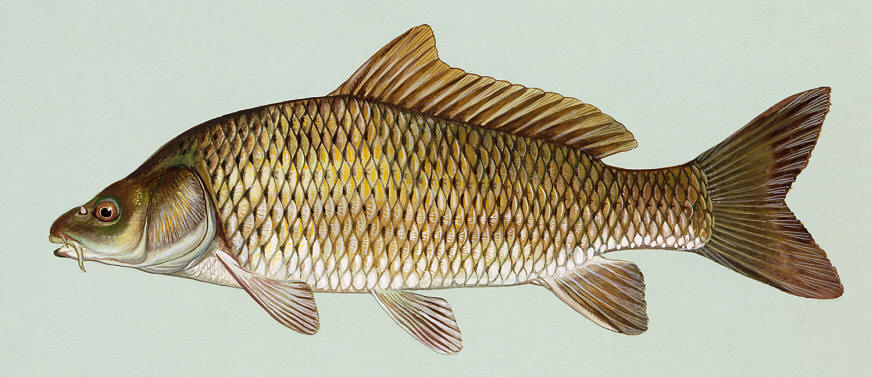 Cyprinus carpio, courtesy of Duane Raver and the U.S. Fish and Wildlife Service.