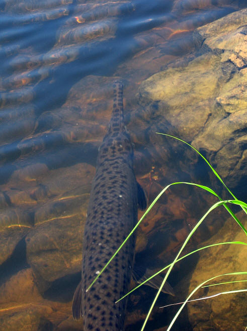 gar in Shirleys Bay, Ottawa River, 16 July 2007, courtesy of David Seburn