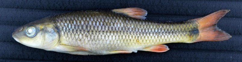 Nocomis biguttatus, Jock River, 24 June 2004. Photo: Brian W. Coad.