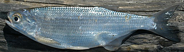 Hiodon tergisus, South Nation River below High Falls, Casselman, 29 May 2004. Photo: Brian W. Coad.