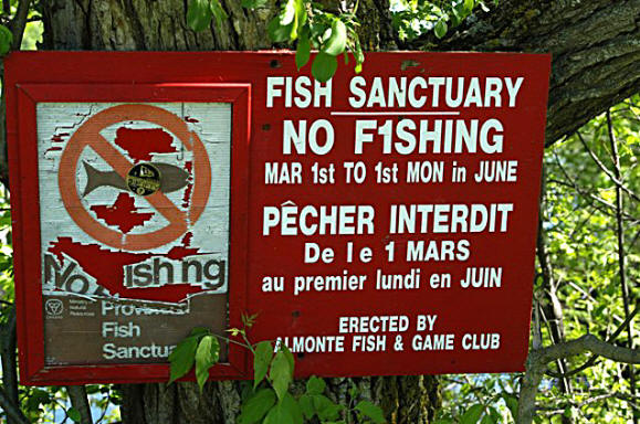 Overgrown and damaged sign on the Mississippi River at Blakeney Bridge, 21 May 2004. Photo: Brian W. Coad.