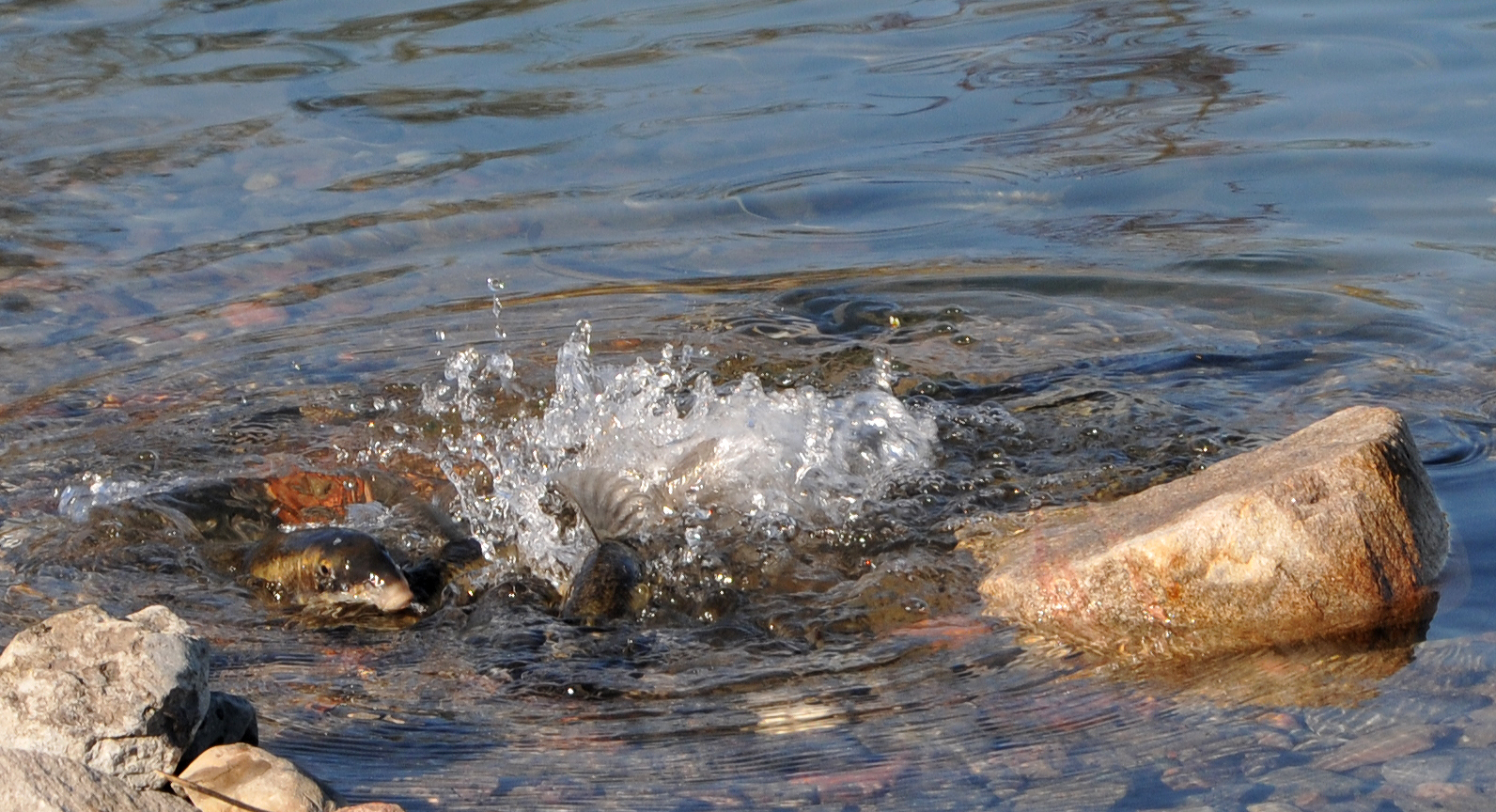 spawning suckers at quarry on Pink Road, Gatineau, 10 May 2011