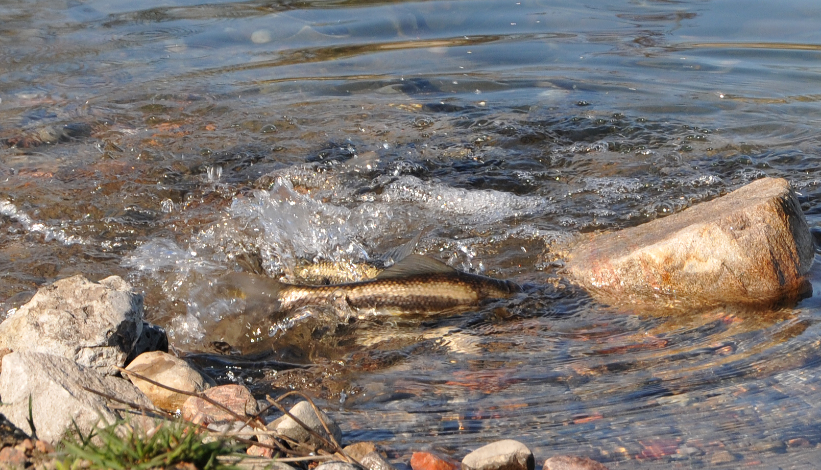 spawning suckers at quarry on Pink Road, Gatineau, 10 May 2011